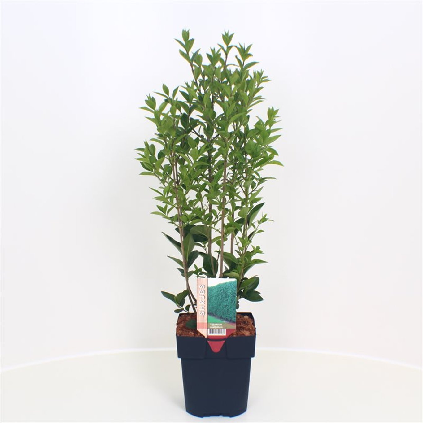 Ligustrum ovalifolium - C2 55-60 CM